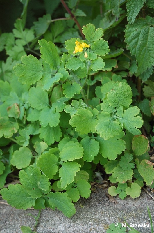 Chelidonium_majus_(glistnik_jaskolcze_ziele).jpg