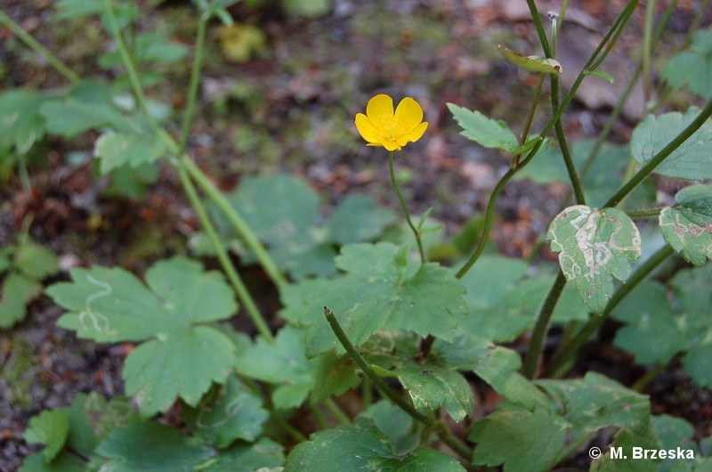 Ranunculus_lanuginosus_(jaskier_kosmaty).jpg
