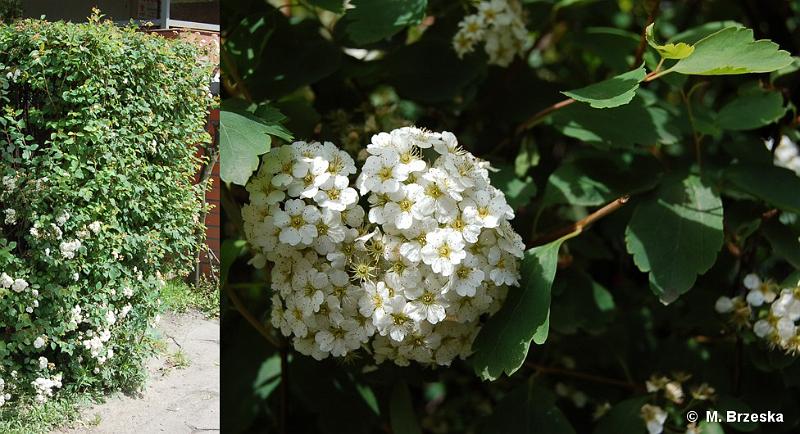 Symphoricarpos_albus_(snieguliczka_biala).jpg