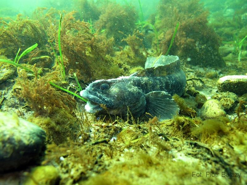 Zoarces_viviparus.JPG
