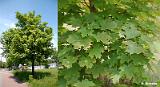 Acer_platanoides_(klon_zwyczajny)