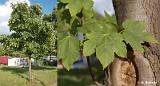 Acer_pseudoplatanus_(klon_jawor)