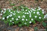 Anemone_nemorosa_(zawilec_gajowy)