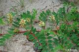 Astragalus_glycyphyllos_(traganek_szerokolistny)