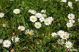 Bellis_perennis_(stokrotka_pospolita)