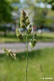 Dactylis_glomerata_(kupkowka_pospolita)