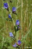 Echium_vulgare_(zmijowiec_zwyczajny)