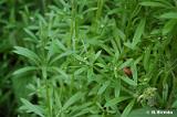 Galium_aparine_(przytulia_czepna)