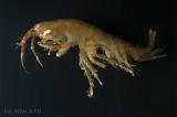 Gammarus_oceanicus