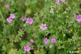 Geranium_molle_(bodziszek_kosmaty)