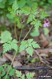 Geranium_robertianum_(bodziszek_cuchnacy)