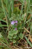 Glechoma_hederacea_(bluszczyk_kurdybanek)