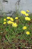 Hieracium_pilosella_(jastrzebiec_kosmaczek)