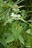 Lamium_album_(jasnota_biala)