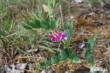 Lathyrus_japonicus_ssp._maritimus_(groszek_nadmorski)