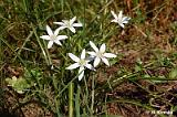 Ornithogalum_umbellatum_(sniadek_baldaszkowaty)