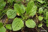 Plantago_major_(babka_wieksza)