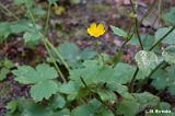 Ranunculus_lanuginosus_(jaskier_kosmaty)