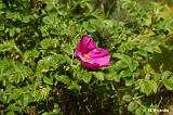 Rosa_rugosa_(roza_pomarszczona)