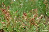 Rumex_acetosella_(szczaw_polny)