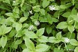 Stellaria_nemorum_(gwiazdnica_gajowa)