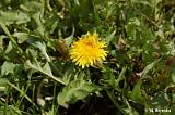 Taraxacum_officinale_(mniszek_lekarski)