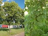 Tilia_cordata_(lipa_drobnolistna)