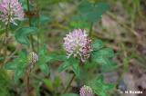 Trifolium_pratense_(koniczyna_lakowa)