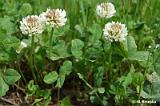 Trifolium_repens_(koniczyna_biala)