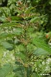 Urtica_dioica_(pokrzywa_zwyczajna)