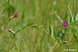 Vicia_angustifolia_(wyka_waskolistna)