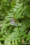 Vicia_sepium_(wyka_plotowa)