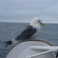 LEG 4 Tromso – Longyearbyen - 21 June – 7 July 2014