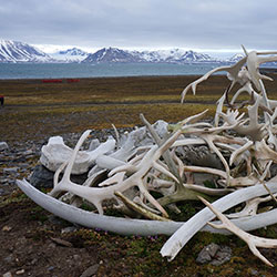 LEG 4 Tromso – Longyearbyen - 21 June – 7 July 2014