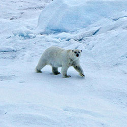 Cruise Fram Strait 2014 on r/v Lance 23.08 – 13.09.2014