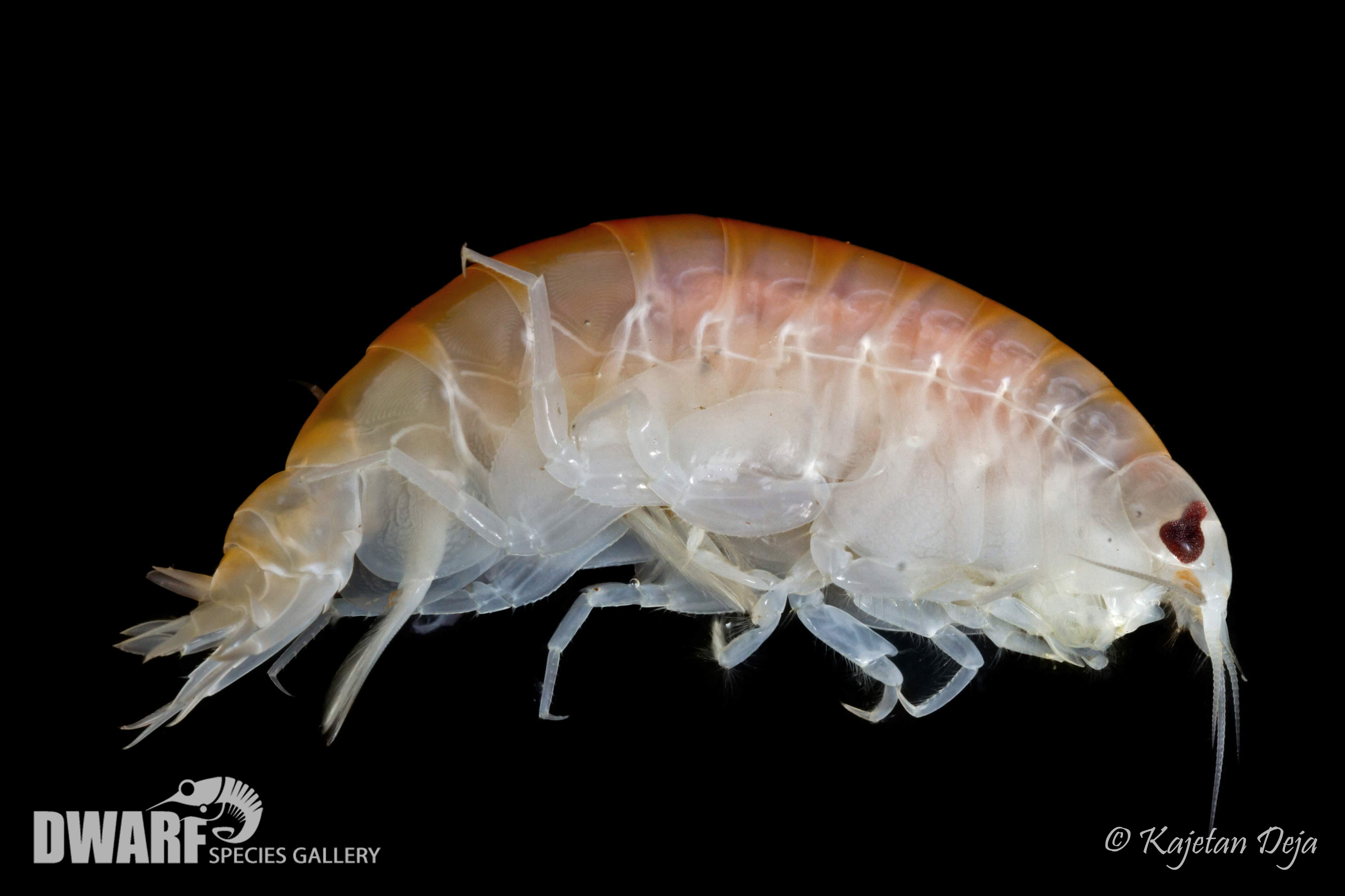 Zoobenthos, crustacea, Anonyx nugax