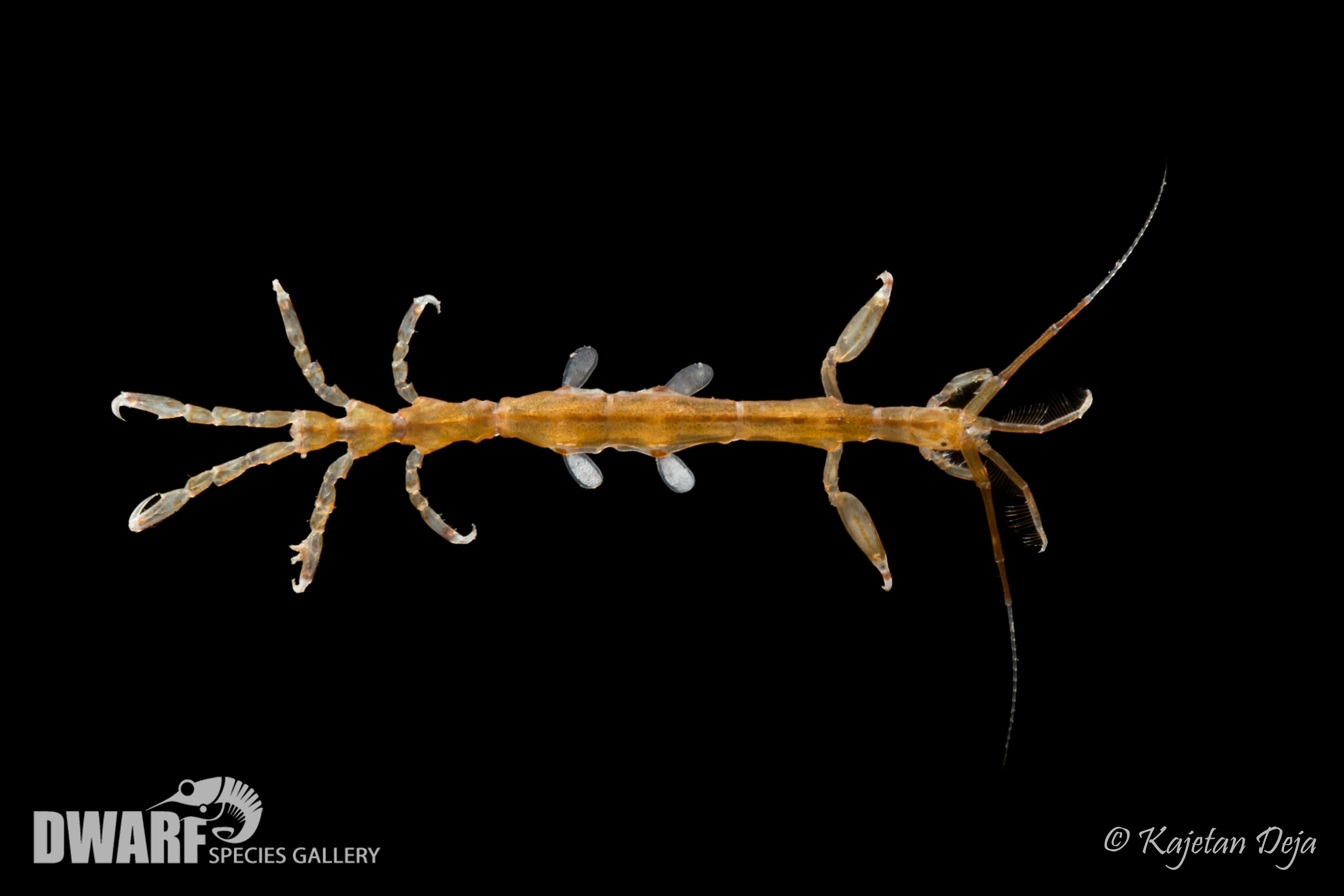 Zoobenthos, crustacea, Caprella sp. 