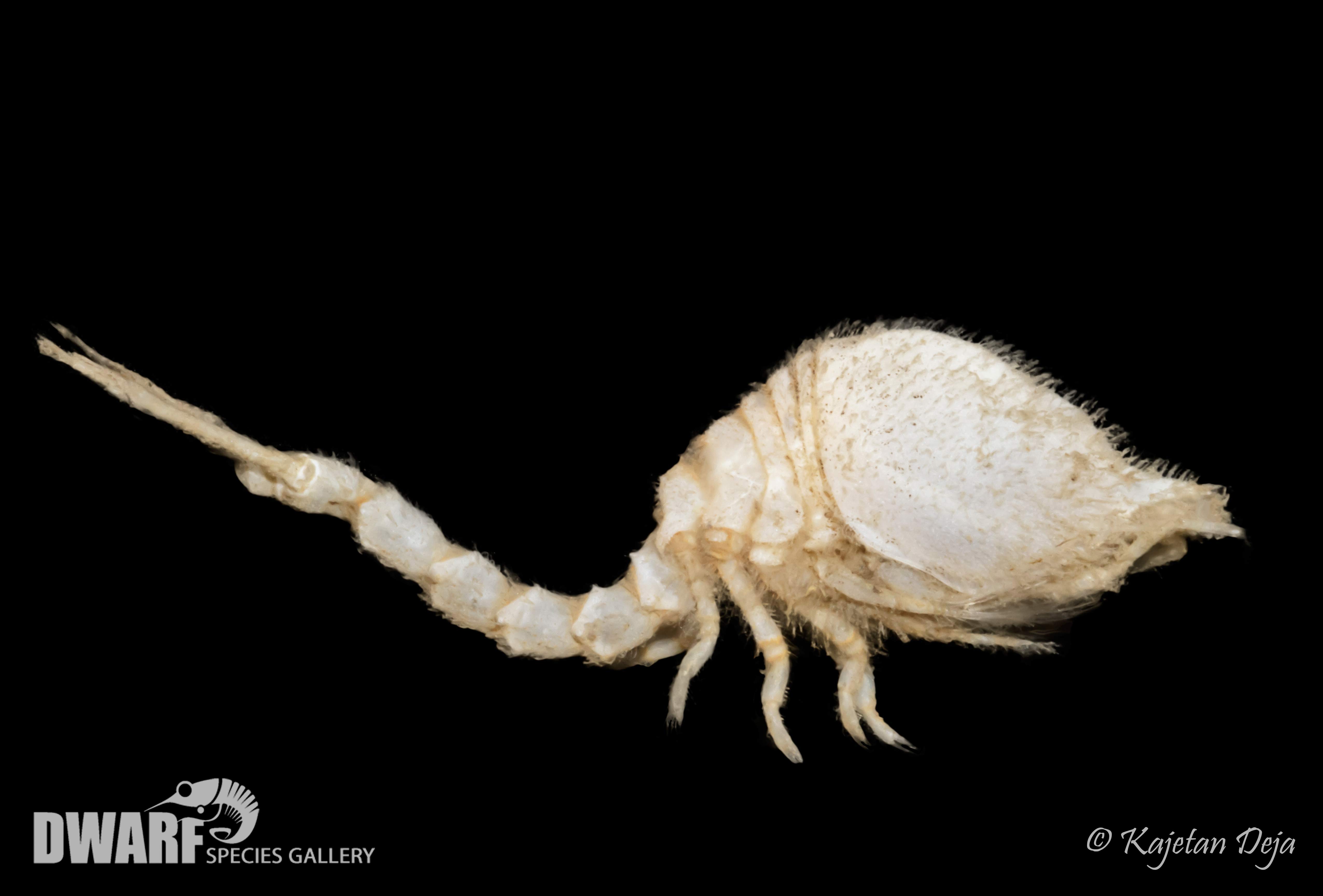 Zoobenthos, crustacea, Diastylis goodsiri