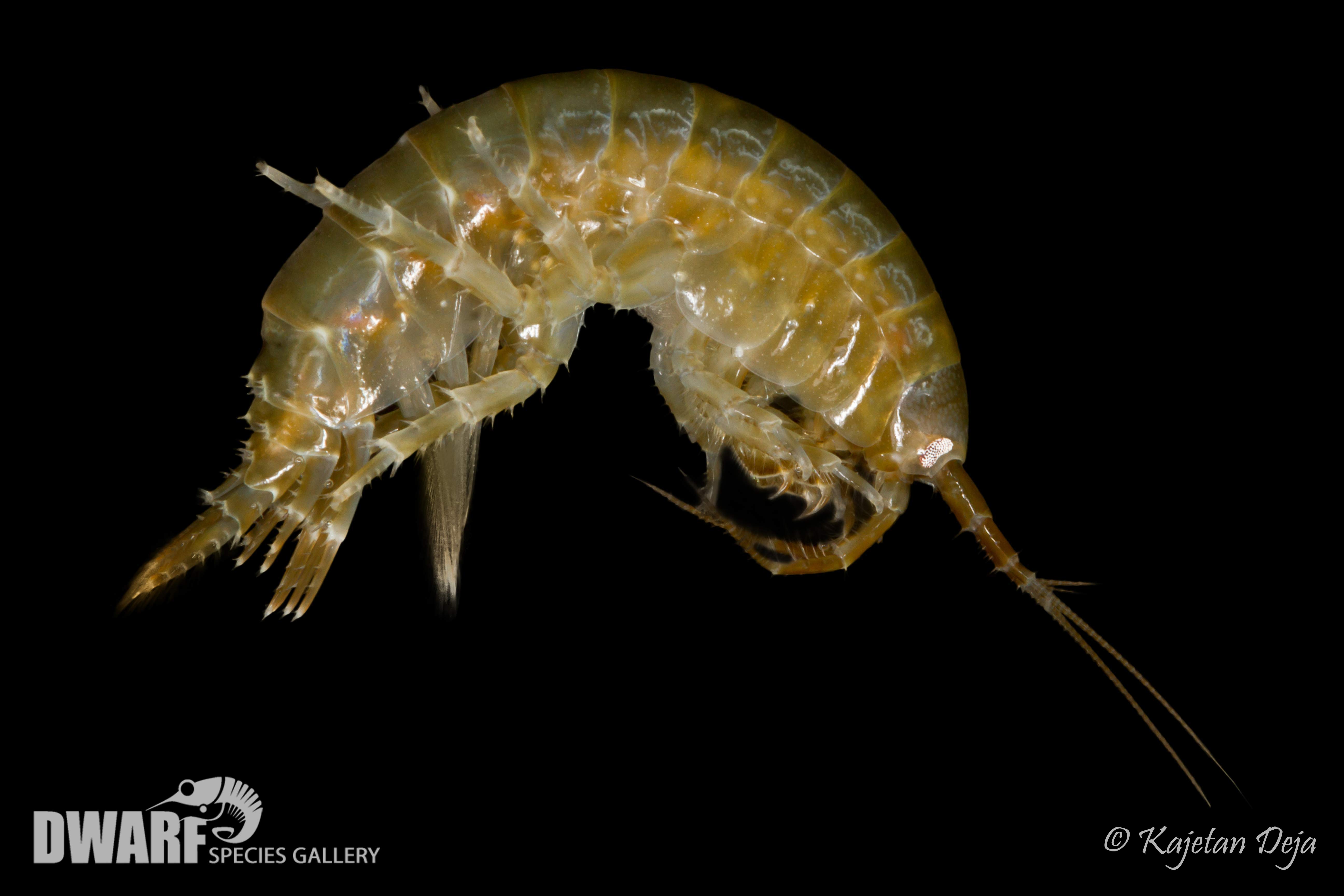 Zoobenthos, crustacea, Gammarus oceanicus