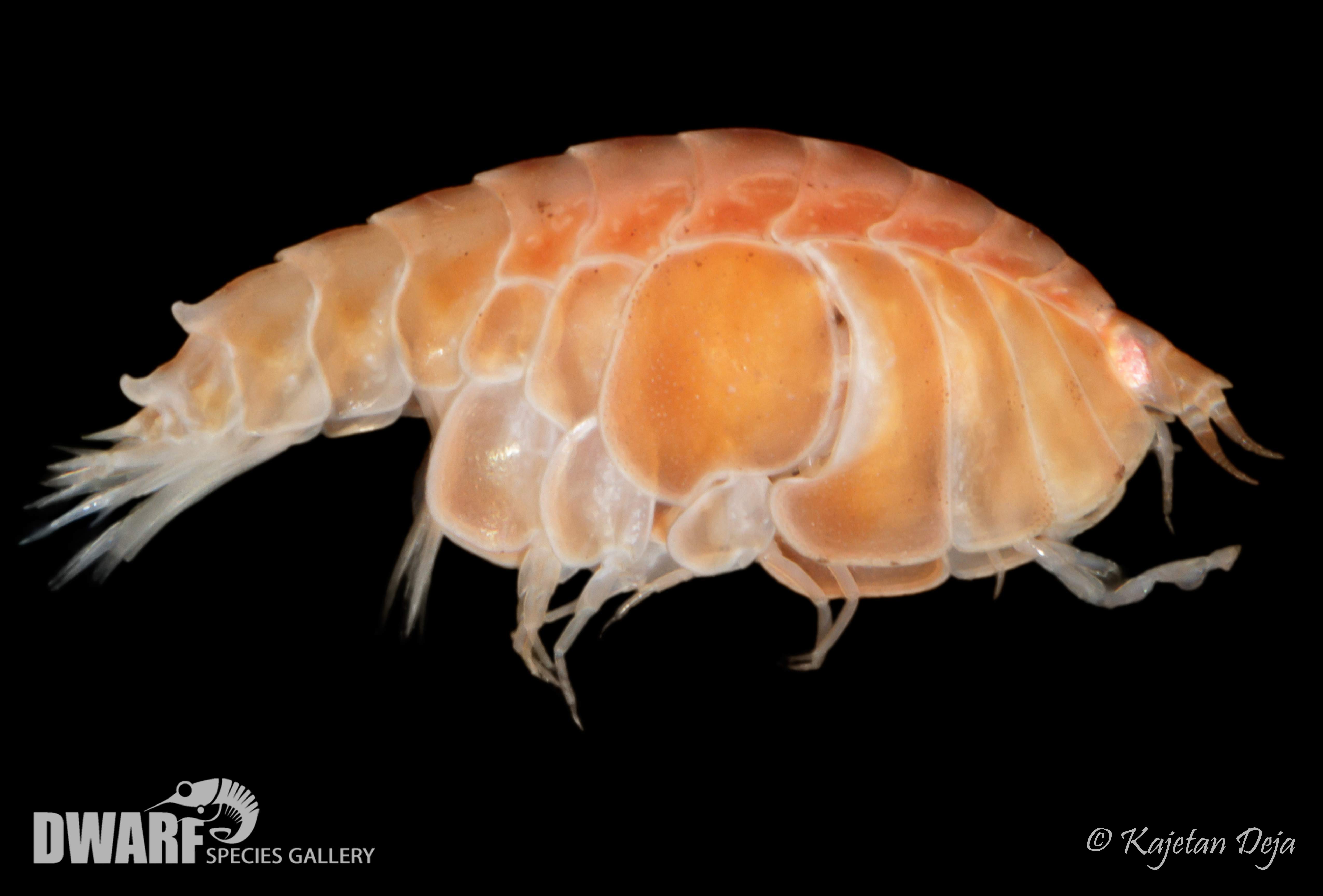 Zoobenthos, crustacea, Lepidepecreum umbo