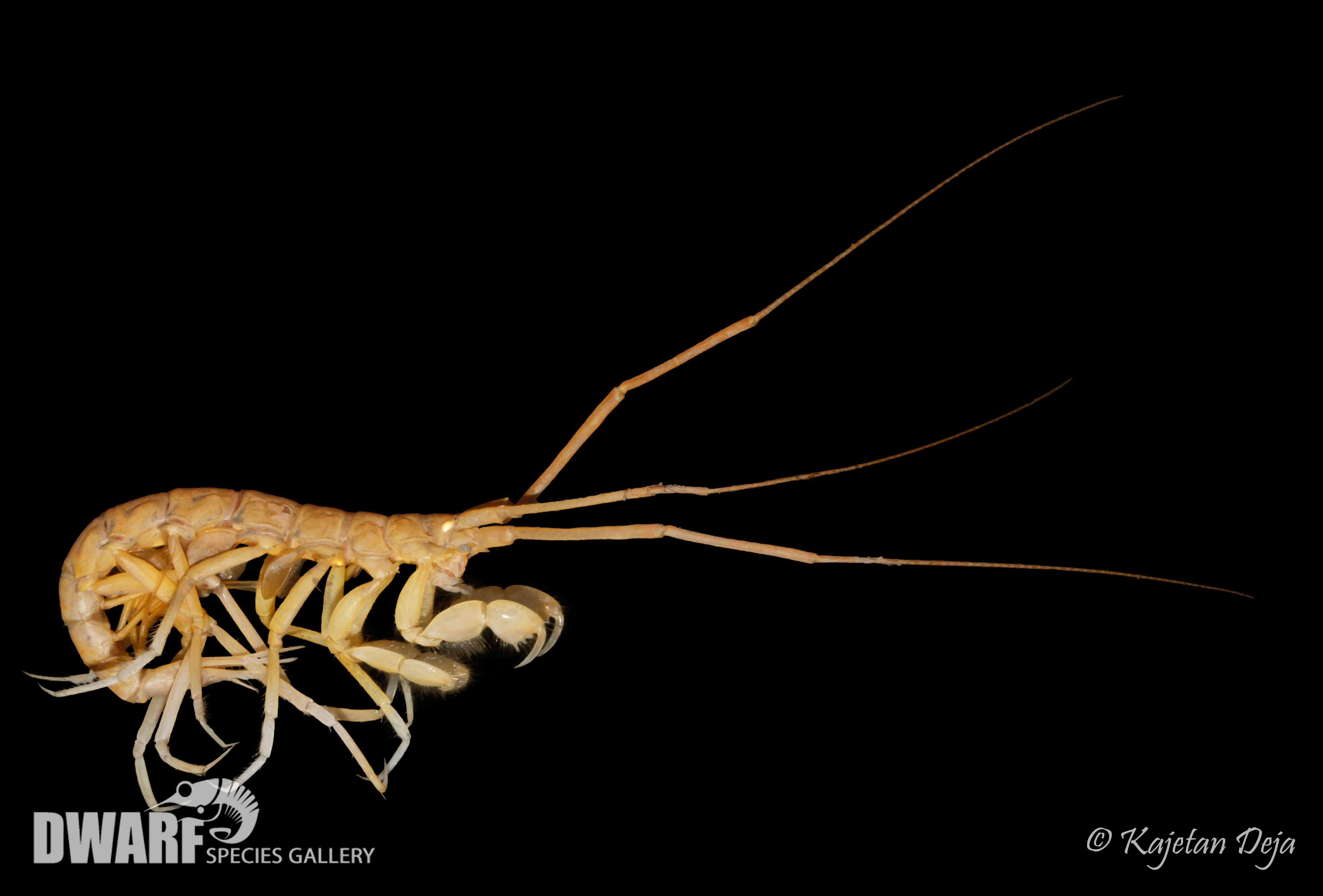 Zoobenthos, crustacea, Neohela monstrosa