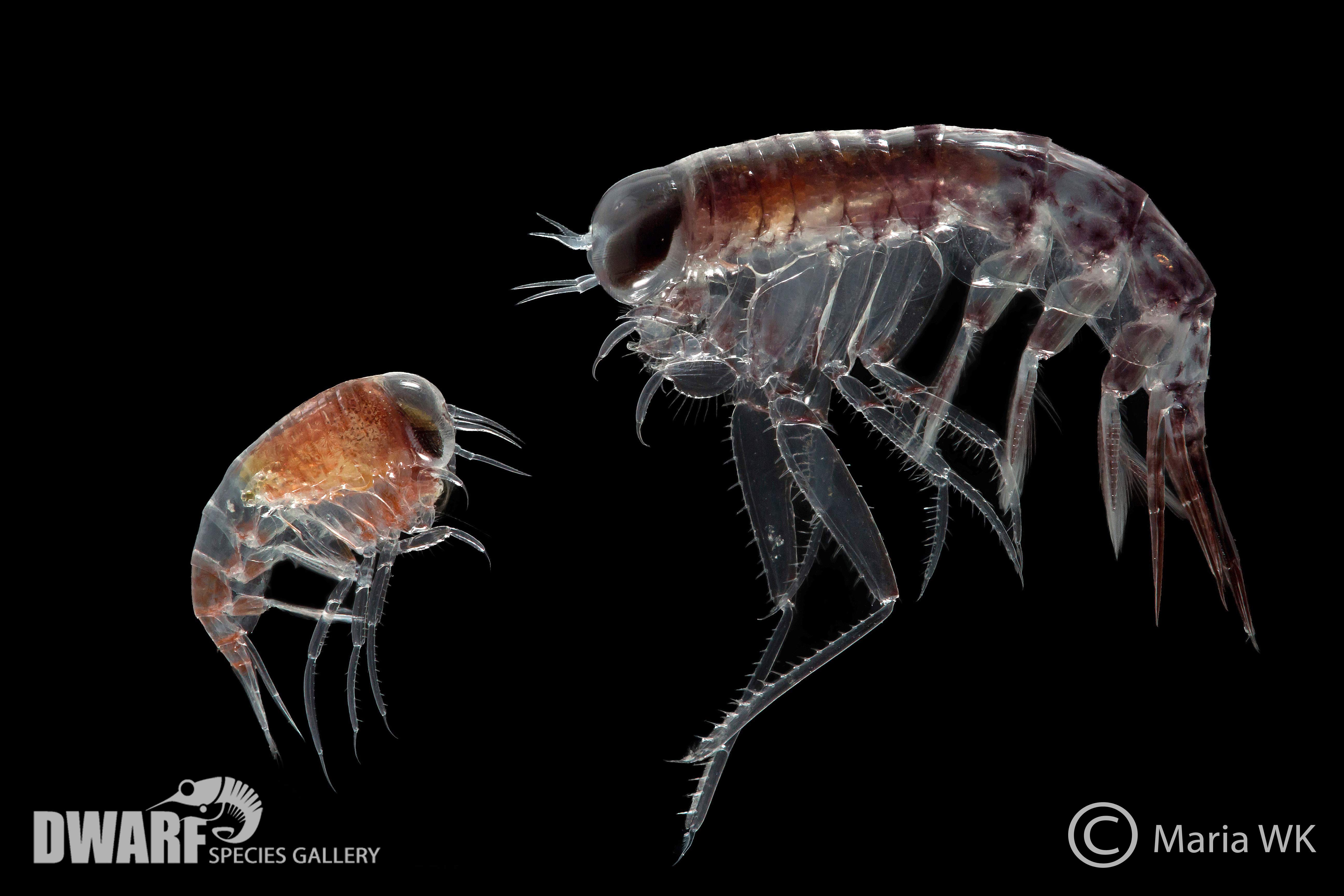 Zooplankton, crustacea, Themisto abyssorum & Themisto libellua