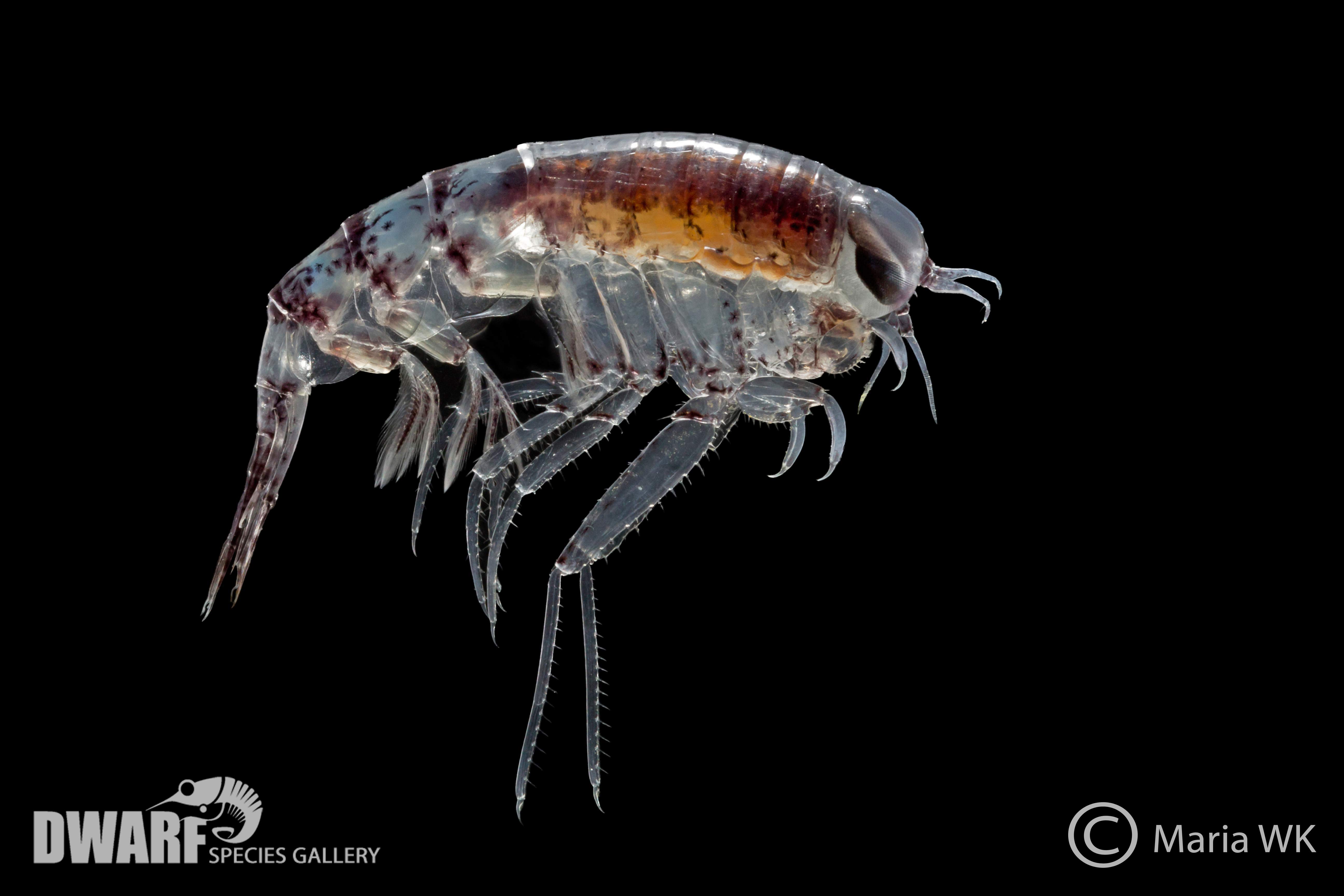 Zooplankton, crustacea, Themisto libellula